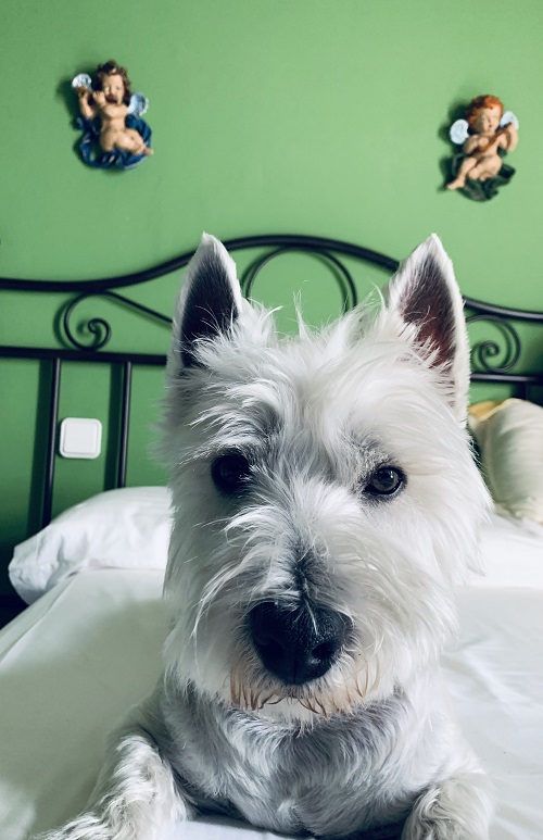 PerritoMargaPop